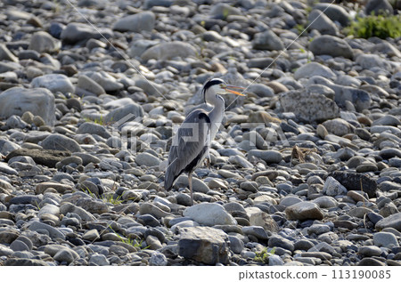 Gray heron 113190085