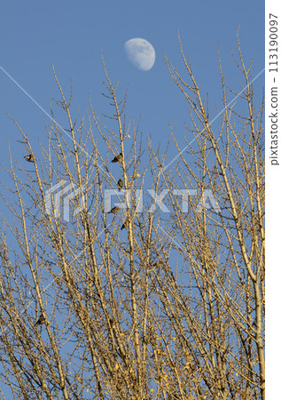 winter tree and starling winter tree and starling 113190097