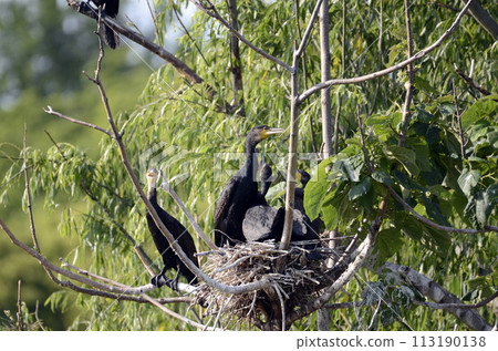 Cormorant's nest 113190138