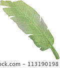 green leaf isolated clipart 113190198