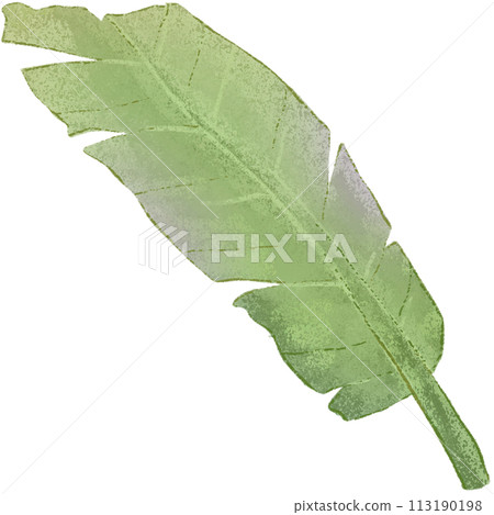 green leaf isolated clipart 113190198
