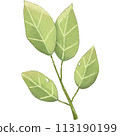 green leaf isolated clipart 113190199