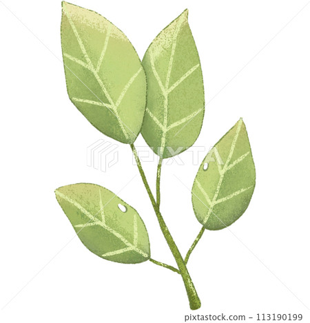 green leaf isolated clipart green leaf isolated clipart 113190199