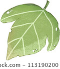green leaf isolated clipart 113190200