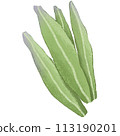 green leaf isolated clipart 113190201