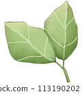 green leaf isolated clipart 113190202