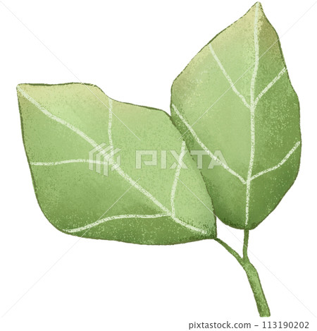 green leaf isolated clipart 113190202