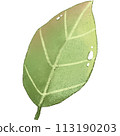 green leaf isolated clipart 113190203
