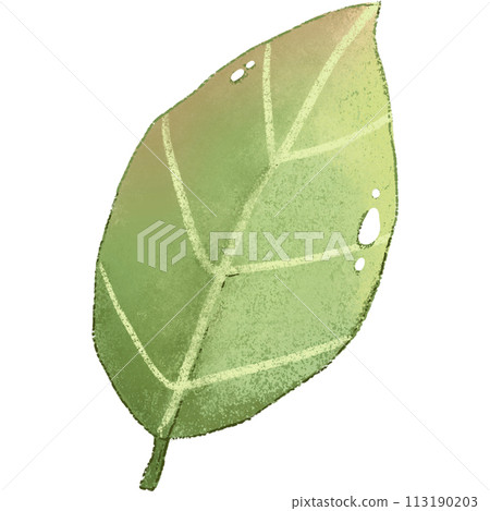 green leaf isolated clipart 113190203