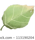 green leaf isolated clipart 113190204