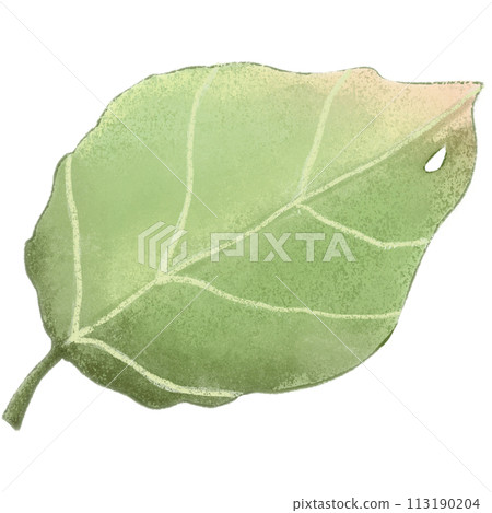 green leaf isolated clipart 113190204