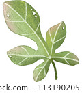 green leaf isolated clipart 113190205