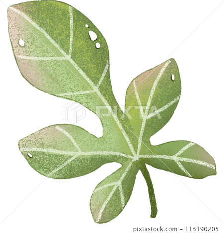 green leaf isolated clipart green leaf isolated clipart 113190205