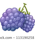 Blue Blackberry summer fruit 113190258