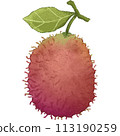 Red Rambutan summer fruit 113190259