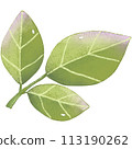 green leaf isolated clipart 113190262