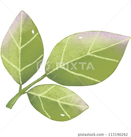 green leaf isolated clipart green leaf isolated clipart 113190262