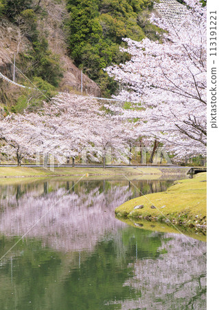 櫻花盛開的下北山運動公園 櫻花盛開的下北山運動公園 113191221