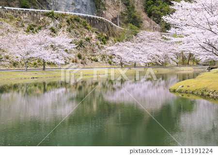 Shimokitayama Sports Park with cherry blossoms in full bloom 113191224
