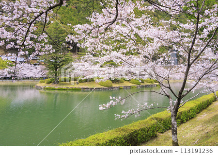 Shimokitayama Sports Park with cherry blossoms in full bloom 113191236