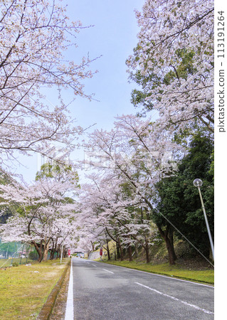 Shimokitayama Sports Park with cherry blossoms in full bloom 113191264