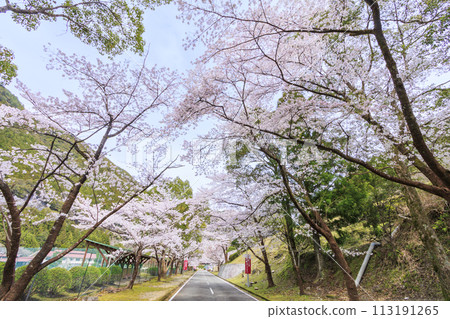 Shimokitayama Sports Park with cherry blossoms in full bloom Shimokitayama Sports Park with cherry blossoms in full bloom 113191265