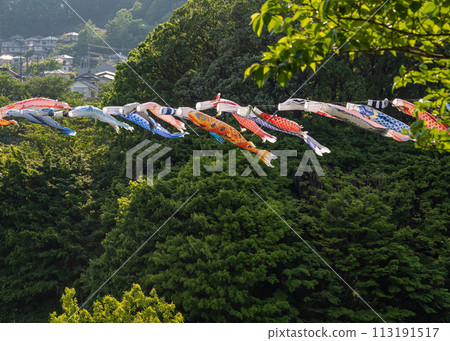 Carp streamers swimming in the fresh greenery of Wakamiya Park, Morinosato, Atsugi City Carp streamers swimming in the fresh greenery of Wakamiya Park, Morinosato, Atsugi City 113191517