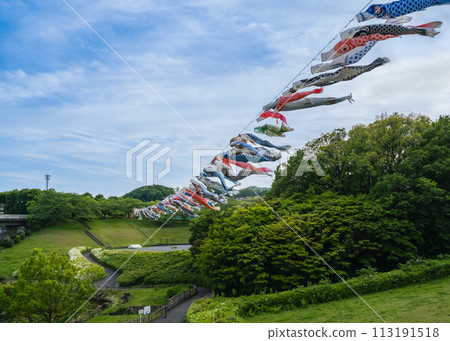 Carp streamers flying in the sky at the Carp Streamer Festival at Wakamiya Park in Morinosato, Atsugi City 113191518