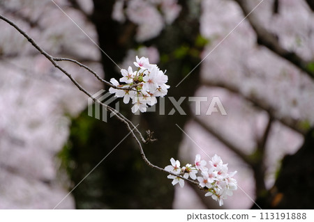 Cherry Blossoms	 113191888