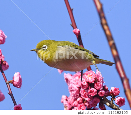 Red plum blossoms in full bloom with white-eye (Spring Urara image) (Chun-Li Raka image) Red plum blossoms in full bloom with white-eye (Spring Urara image) (Chun-Li Raka image) 113192105