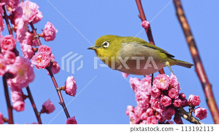 紅梅盛開，白眼（春天烏拉拉圖像）（春麗拉卡圖像） 113192113