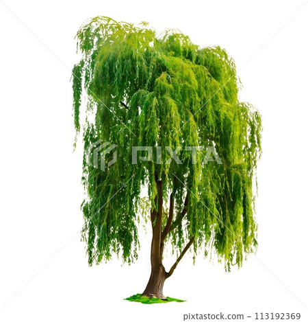 Willow isolated on a white or transparent background. Willow tree with green leaves close-up, front view. Graphic design element on the theme of nature and caring for trees. Willow isolated on a white or transparent background. Willow tree with green leaves close-up, front view. Graphic design element on the theme of nature and caring for trees. 113192369