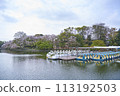 Pond and boats at Inokashira Park in full bloom with spring cherry blossoms 113192503