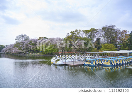 春天櫻花盛開的井之頭公園的池塘和船隻 春天櫻花盛開的井之頭公園的池塘和船隻 113192503