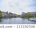 Pond and boats at Inokashira Park in full bloom with spring cherry blossoms 113192506