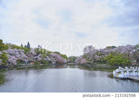 Pond and boats at Inokashira Park in full bloom with spring cherry blossoms Pond and boats at Inokashira Park in full bloom with spring cherry blossoms 113192506