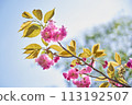 Yaezakura that shines in the blue sky 113192507