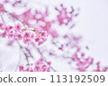 Cherry blossoms announcing the arrival of spring 113192509