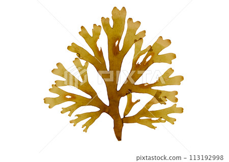 Forkweed or dictyota dichotoma brown algae isolated on white. Forkweed or dictyota dichotoma brown algae isolated on white. 113192998