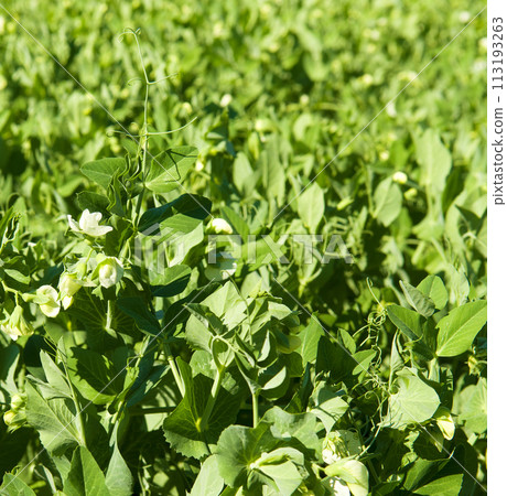 Green pea vegetables in the garden. Green pea vegetables in the garden. 113193263