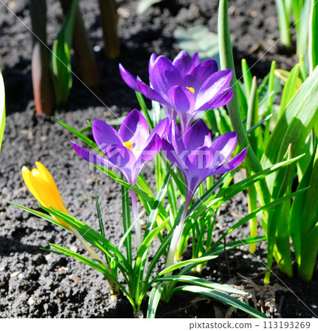 Crocus flowers in spring garden Crocus flowers in spring garden 113193269