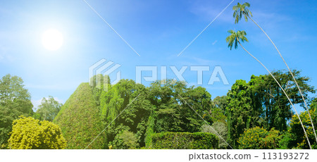 Royal Botanic Gardens, Sri Lanka. Wide photo. 113193272