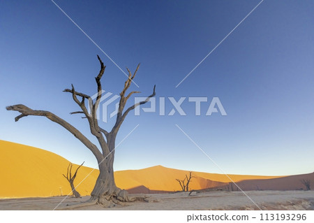 Picture of a dead tree in the Deadvlei in the Namib Desert in the soft evening light without people Picture of a dead tree in the Deadvlei in the Namib Desert in the soft evening light without people 113193296
