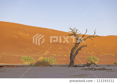 Picture of a dead tree in the Deadvlei salt pan in the Namib Desert in front of red sand dunes in the morning light Picture of a dead tree in the Deadvlei salt pan in the Namib Desert in front of red sand dunes in the morning light 113193312