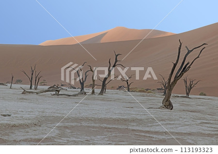 Picture of a dead tree in the Deadvlei salt pan in the Namib Desert in front of red sand dunes in the morning light 113193323
