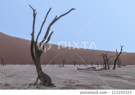 Picture of a dead tree in the Deadvlei salt pan in the Namib Desert in front of red sand dunes in the morning light 113193325