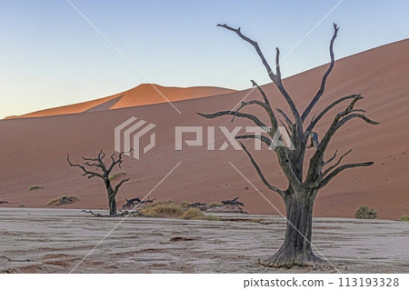 Picture of a dead tree in the Deadvlei salt pan in the Namib Desert in front of red sand dunes in the morning light Picture of a dead tree in the Deadvlei salt pan in the Namib Desert in front of red sand dunes in the morning light 113193328