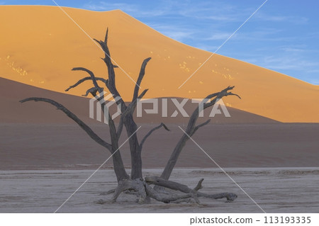 Picture of a dead tree in the Deadvlei salt pan in the Namib Desert in front of red sand dunes in the morning light Picture of a dead tree in the Deadvlei salt pan in the Namib Desert in front of red sand dunes in the morning light 113193335