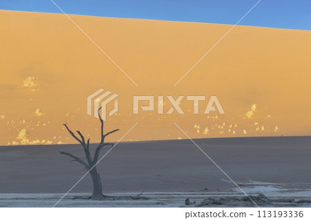Picture of a dead tree in the Deadvlei salt pan in the Namib Desert in front of red sand dunes in the morning light Picture of a dead tree in the Deadvlei salt pan in the Namib Desert in front of red sand dunes in the morning light 113193336
