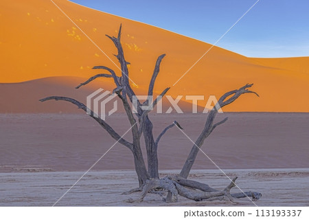 Picture of a dead tree in the Deadvlei salt pan in the Namib Desert in front of red sand dunes in the morning light Picture of a dead tree in the Deadvlei salt pan in the Namib Desert in front of red sand dunes in the morning light 113193337